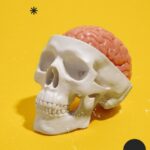 Il ruolo del Cervello nella Comunicazione